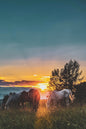 Serene Grazing: Horses in the Meadow Metal Print